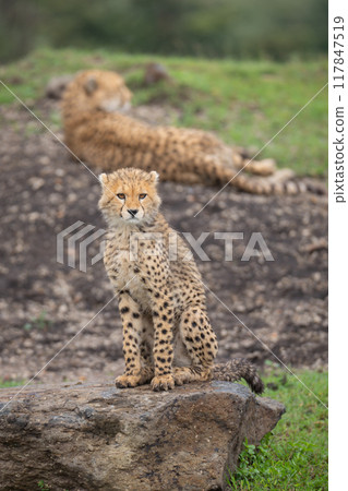 Cheetah cub sits on rock near mother 117847519