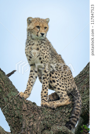 Cheetah cub sits staring in tree fork Cheetah cub sits staring in tree fork 117847523
