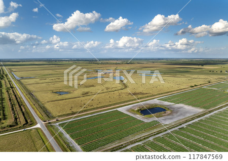 Herd of dairy cattle grazing in pasture field. Milk cows on green farm grassland in Florida Herd of dairy cattle grazing in pasture field. Milk cows on green farm grassland in Florida 117847569