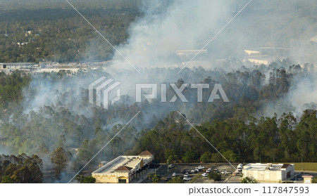 Huge wildfire burning severely in Florida jungle woods. Hot flames in forest. Thick smoke rising up 117847593