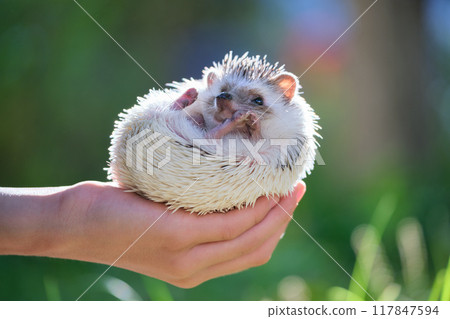 Human hands holding little african hedgehog pet outdoors on summer day. Keeping domestic animals and caring for pets concept. Human hands holding little african hedgehog pet outdoors on summer day. Keeping domestic animals and caring for pets concept. 117847594