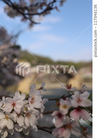 "Kintai Bridge and Cherry Blossoms" Iwakuni, Yamaguchi Prefecture Cherry Blossoms #JapanTourism Kintai Bridge "Kintai Bridge and Cherry Blossoms" Iwakuni, Yamaguchi Prefecture Cherry Blossoms #JapanTourism Kintai Bridge 117848136