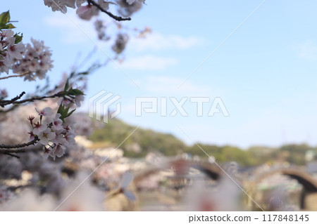 "Kintai Bridge and Cherry Blossoms" Iwakuni, Yamaguchi Prefecture Cherry Blossoms #JapanTourism Kintai Bridge 117848145