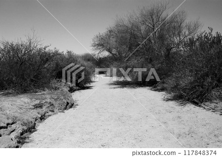Arizona Desert Arroyo on Film 117848374