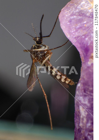 Mosquito on a purple crystal rock, closeup of photo 117848470