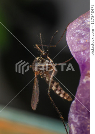 Mosquito on a purple crystal rock, closeup of photo 117848472