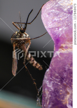 Mosquito on a purple crystal rock, closeup of photo 117848473