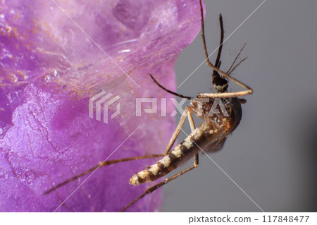 Mosquito on a purple crystal rock, closeup of photo 117848477