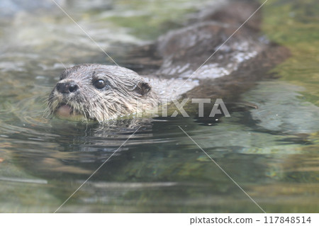 Kotsumekawauso 117848514