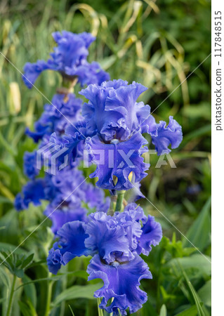 Iris 'BALTIC SEA' is a Tall Bearded Iris with blue flowers 117848515