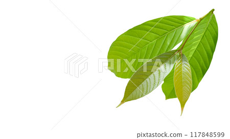 Cut out of tree leaves on a white background with clipping paths. The detailed structure and lush foliage are highlighted, emphasizing the tree's natural beauty and form. 117848599