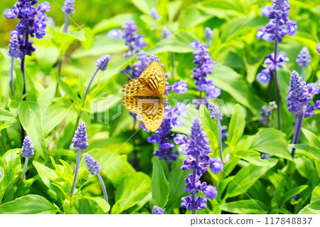 A silver-winged fritillary sucking nectar from a blue salvia 117848837