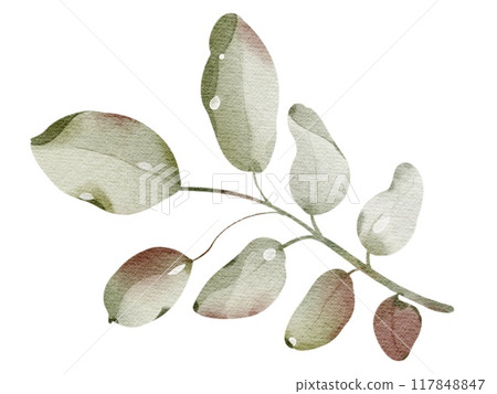 Watercolor hand drawn rowanberry leaf. Drawing of plant close up. Green autumn leaf. Botanical decoration for tea packaging design and card, logo, label print. Herbarium decoration. 117848847