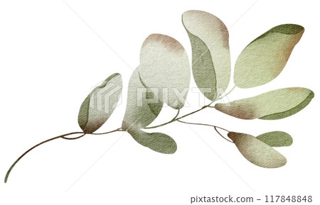 Watercolor hand drawn rowanberry leaf. Drawing of plant close up. Green autumn leaf. Botanical decoration for tea packaging design and card, logo, label print. Herbarium decoration. Watercolor hand drawn rowanberry leaf. Drawing of plant close up. Green autumn leaf. Botanical decoration for tea packaging design and card, logo, label print. Herbarium decoration. 117848848