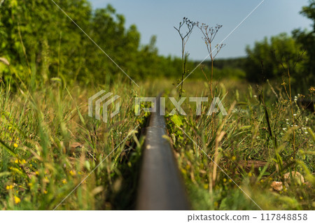 The railway rail is near, in the tall grass The railway rail is near, in the tall grass 117848858