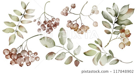 Autumn Watercolor herbarium berries and leaves isolated illustration. Element for or wedding stationery, for tea packaging design and card, logo, label. Botanical rowan leaves and berries clipart. Autumn Watercolor herbarium berries and leaves isolated illustration. Element for or wedding stationery, for tea packaging design and card, logo, label. Botanical rowan leaves and berries clipart. 117848902