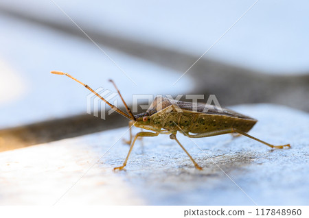 A star-bellied stink bug at the entrance A star-bellied stink bug at the entrance 117848960
