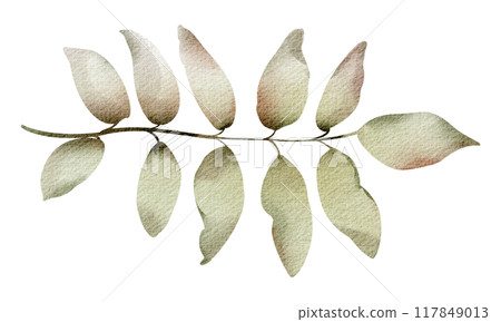 Watercolor hand drawn rowanberry leaf. Drawing of plant close up. Green autumn leaf. Botanical decoration for tea packaging design and card, logo, label print. Herbarium decoration. 117849013