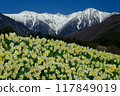 Kisokoma and daffodils 117849019