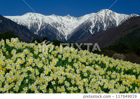 木索科馬和水仙花 木索科馬和水仙花 117849019
