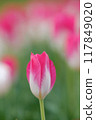 Tulip blooms 117849020