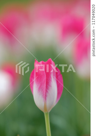 Tulip blooms Tulip blooms 117849020