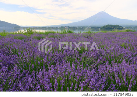 帶有薰衣草香氣的富士山 117849022