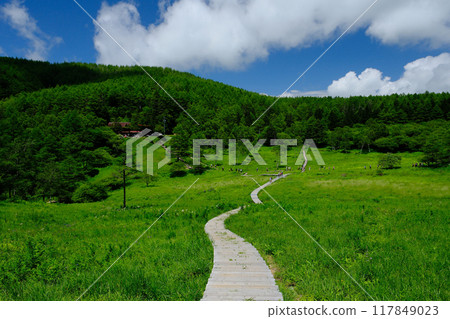 Boardwalk in early summer Boardwalk in early summer 117849023