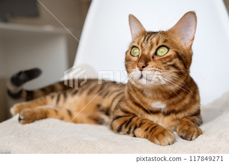 A Bengal cat rests on a chair 117849271