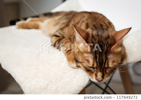 A Bengal cat sleeps on a chair A Bengal cat sleeps on a chair 117849272