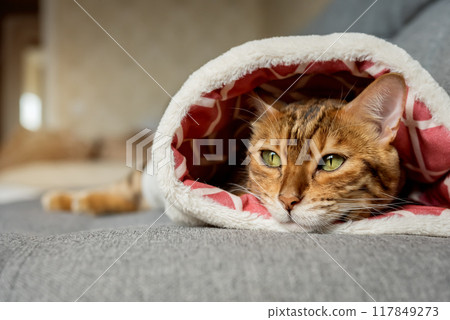 A cute cat is relaxing inside on a cat bed. 117849273