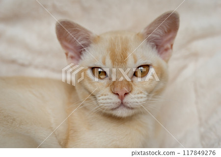 Adorable red Burmese kitten resting on soft pillow 117849276