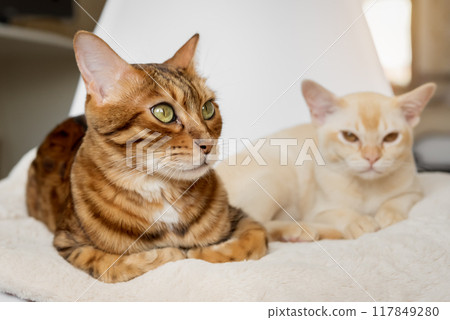 Bengal cat and Burmese kitten lie together 117849280