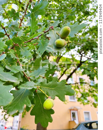 Acorns starting to turn color 117849404