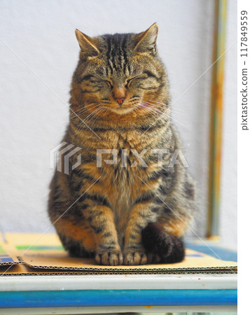 Good-looking cat Good-looking cat 117849559