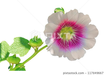 White purple hollyhock Alcea flower with stem, isolated on a transparent white background with sunlight and soft shadows. A plant from the mallow family Malvaceae. Blank for design, art works White purple hollyhock Alcea flower with stem, isolated on a transparent white background with sunlight and soft shadows. A plant from the mallow family Malvaceae. Blank for design, art works 117849667