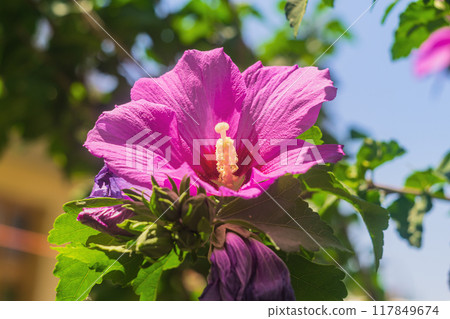 Bright pink flower of Syrian Hibiscus tree close-up on sunny summer day on blue sky background and blurred background of tree crown leaves. Ornamental varieties of large plants for landscape design Bright pink flower of Syrian Hibiscus tree close-up on sunny summer day on blue sky background and blurred background of tree crown leaves. Ornamental varieties of large plants for landscape design 117849674