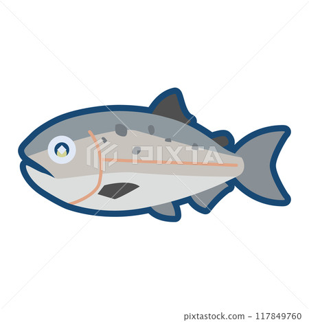 Cute King Salmon illustration 117849760