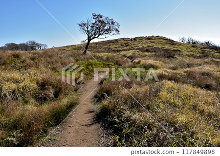 The trees along the hiking trail and the grassland have turned winter colors. 117849898