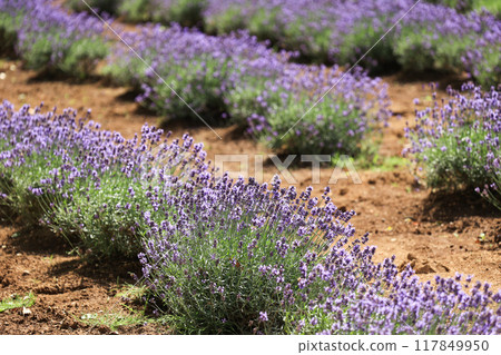 [Sakura City, Chiba Prefecture] Scenery of the lavender fields at Sakura Lavender Land 117849950