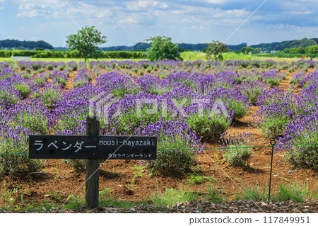 【千葉縣佐倉市】櫻花薰衣草園的薰衣草花田風光 117849951