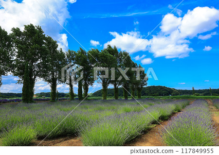 [Sakura City, Chiba Prefecture] Scenery of the lavender fields at Sakura Lavender Land 117849955