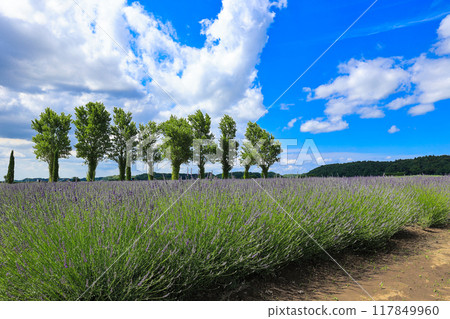 [Sakura City, Chiba Prefecture] Scenery of the lavender fields at Sakura Lavender Land 117849960