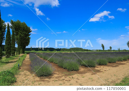 【千葉縣佐倉市】櫻花薰衣草園的薰衣草花田風光 117850001