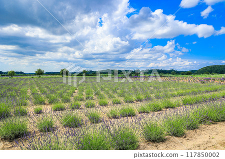 [Sakura City, Chiba Prefecture] Scenery of the lavender fields at Sakura Lavender Land 117850002