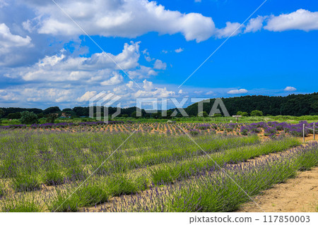 [Sakura City, Chiba Prefecture] Scenery of the lavender fields at Sakura Lavender Land 117850003