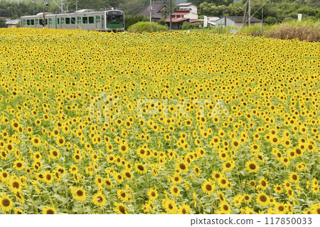 Sunflowers blooming on the Karasuyama Line Sunflowers blooming on the Karasuyama Line 117850033