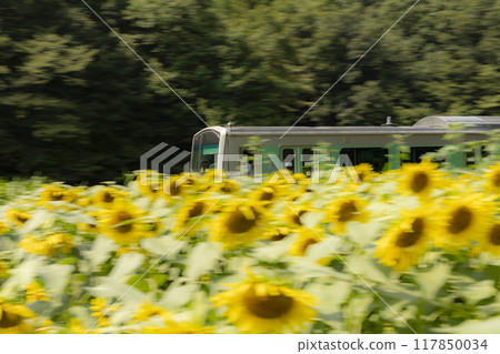 Sunflowers blooming on the Karasuyama Line Sunflowers blooming on the Karasuyama Line 117850034