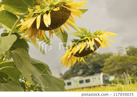 Sunflowers blooming on the Karasuyama Line Sunflowers blooming on the Karasuyama Line 117850035