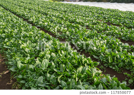 Agriculture in urbanization control areas (spinach seedlings) 117850077
